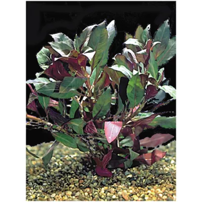 Product Top Fin® Red Ludwigia Live Plant