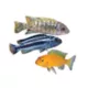 Product African Cichlid