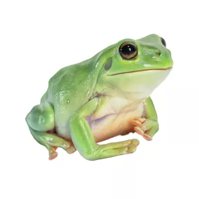 Product White Tree Frog