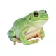 Product White Tree Frog