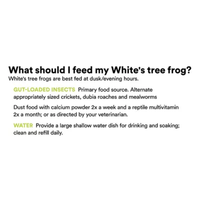 Product White Tree Frog