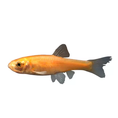 Product Rosy Red Minnow