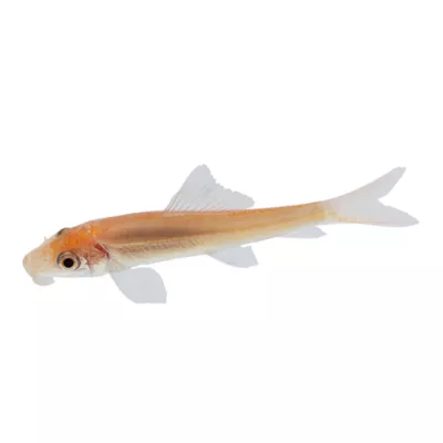 Product Golden Algae Eater