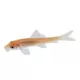 Product Golden Algae Eater