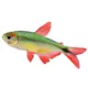 Product Buenos Aires Tetra