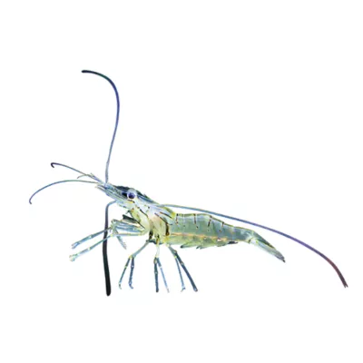 Product Ghost Shrimp