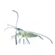 Product Ghost Shrimp