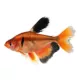 Product Long Fin Red Minor Tetra