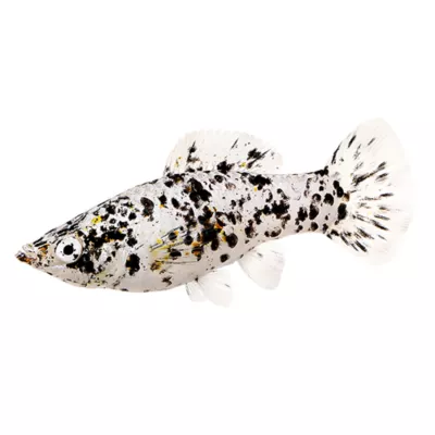 Product Dalmatian Molly