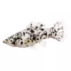 Product Dalmatian Molly