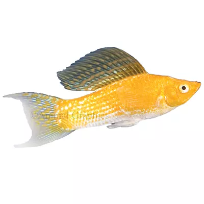 Product Cremecicle Lyretail Molly