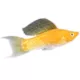 Product Cremecicle Lyretail Molly