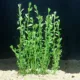 Product Top Fin® Moneywort Live Plant