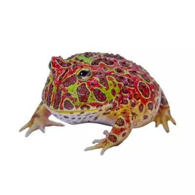 Product Pacman Frog