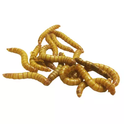 Product Live Giant Mealworms - 35 Count Cup