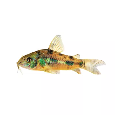 Product Peppered Cory Catfish