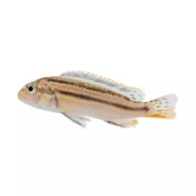 Product African Cichlid