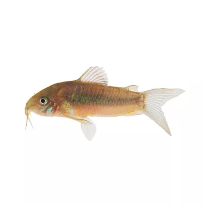 Product Green Cory Catfish