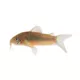 Product Green Cory Catfish