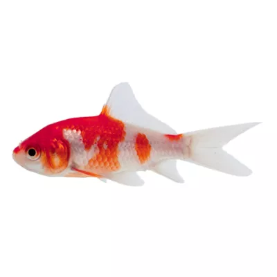 Product Sarasa Comet Goldfish