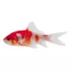 Product Sarasa Comet Goldfish