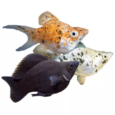 Product Balloon Belly Molly