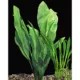 Product Top Fin® Assorted Live Sword Plants
