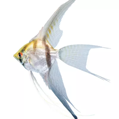 Product Angelfish