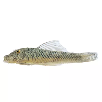 Product Rubber Lip Plecostomus