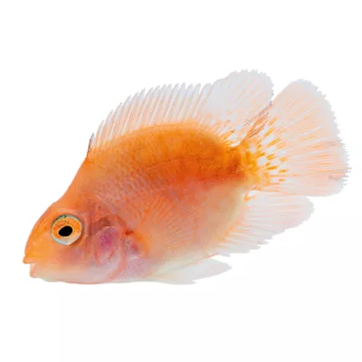 Product Blood-Red Parrot Cichlid