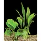 Product Top Fin® Anubias Live Plant