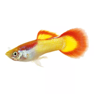 Product Tequila Sunrise Delta Guppy