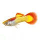 Product Tequila Sunrise Delta Guppy