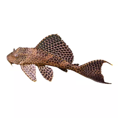 Product High Fin Spotted Plecostomus