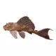 Product High Fin Spotted Plecostomus