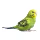 Product Green Parakeet