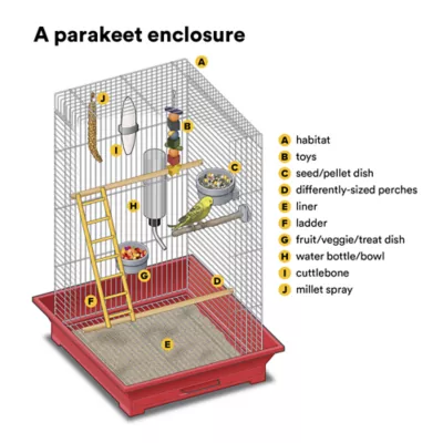 Product Green Parakeet