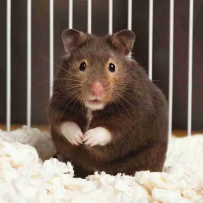 Product Long-Haired Hamster