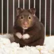 Product Long-Haired Hamster