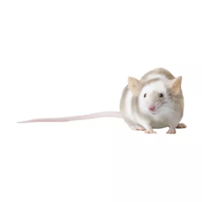 Frozen Mice Hairless Mice For Sale Fancy Mouse