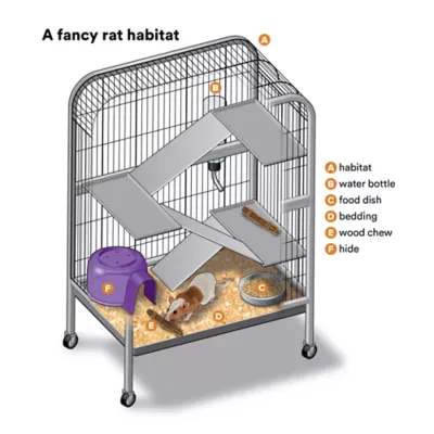Product Fancy Rat
