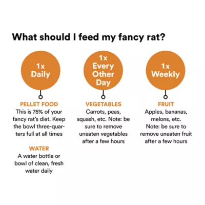 Product Fancy Rat