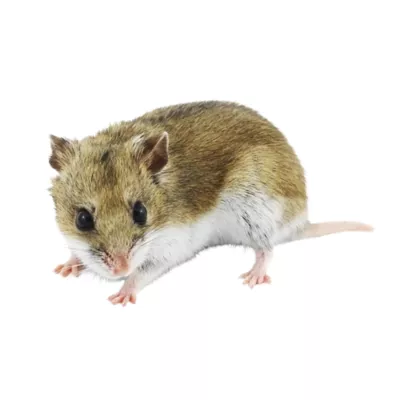 Product Chinese Dwarf Hamster