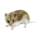 Product Chinese Dwarf Hamster