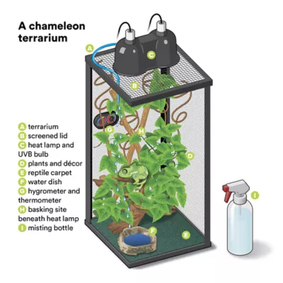 Product Veiled Chameleon