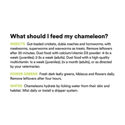 Product Veiled Chameleon