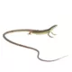 Product Long-Tailed Lizard