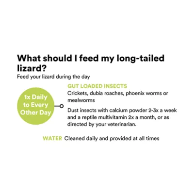 Product Long-Tailed Lizard
