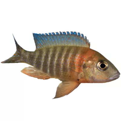 Product Peacock Cichlid