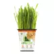 Product Pet Greens 100% Organic Wheatgrass Live Cat Grass